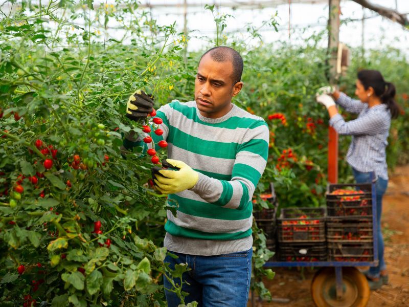 LESIONES COMUNES EN LA AGRICULTURA Y LA GANADERIA EN CALIFORNIA